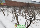 2018周至beat365猕猴桃产地降雪图片