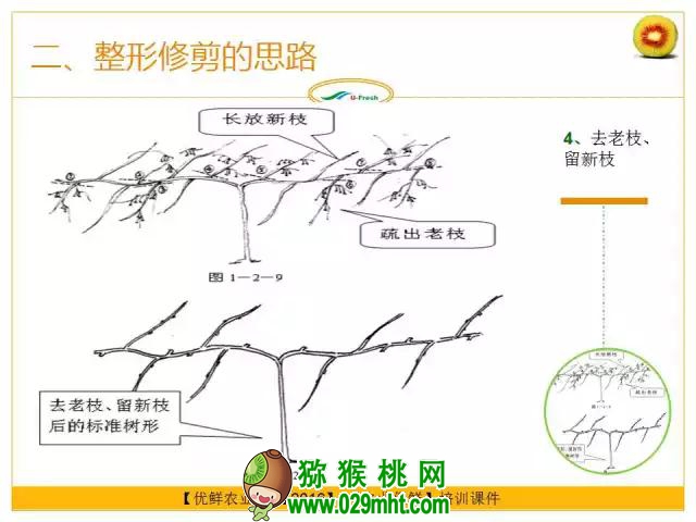 <a href=http://www.elccg.cn/mht/hongxin/ target=_blank class=infotextkey />红心beat365猕猴桃</a>整形修剪详解(图片示范)