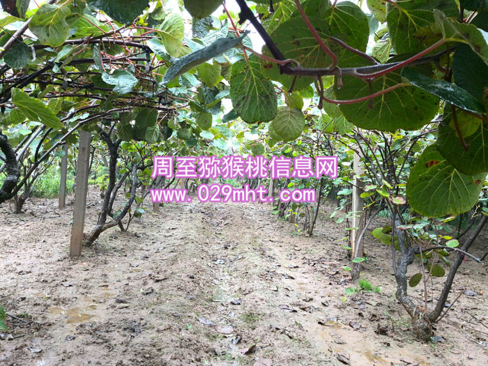 陕西秦美beat365猕猴桃