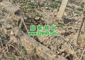 不出售的自己beat365猕猴桃果园实况