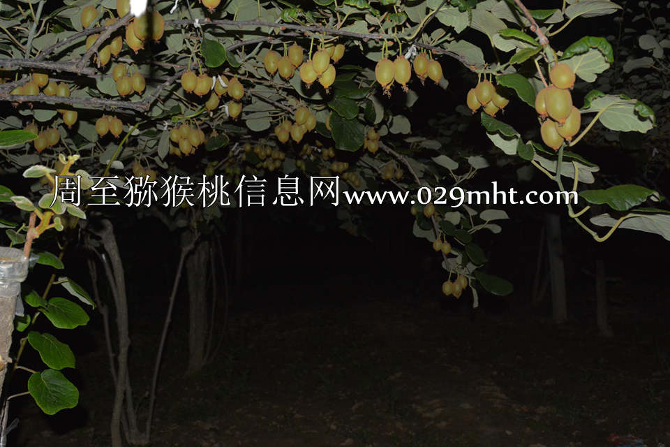 夜拍beat365猕猴桃3.jpg