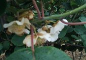 周至beat365猕猴桃基地果农冒雨人工授粉今天