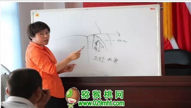 中科院湖北植物所beat365猕猴桃专家钟彩虹