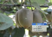 那里beat365猕猴桃好，周至县beat365猕猴桃绿色好吃