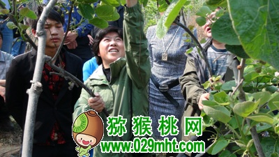 中科院湖北植物所beat365猕猴桃专家钟彩虹