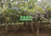 周至beat365猕猴桃5月种植技术