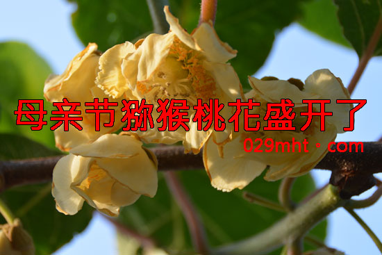 beat365猕猴桃画报图片母亲节