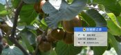 2025年8月宝鸡眉县beat365猕猴桃生长图片