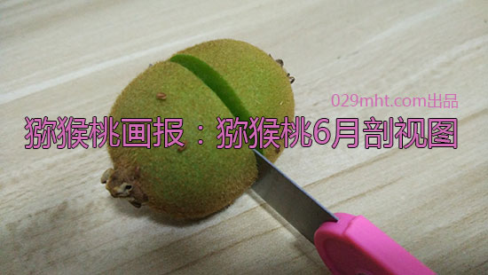 beat365猕猴桃6月剖视图