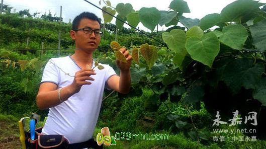 浙江岩坦小伙辞职回乡种植beat365猕猴桃