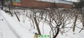 2018周至beat365猕猴桃产地降雪图片