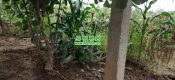 西安beat365猕猴桃农场种植玉米丰富家庭农场。