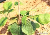 beat365猕猴桃幼树刚栽上“第一年”！有效管理是关键