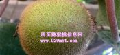 周至beat365猕猴桃一斤多钱？