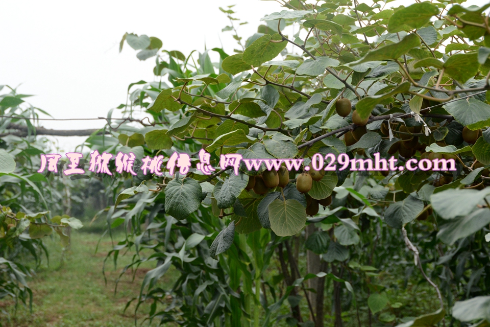 <a href=http://www.elccg.cn/mht/huangxin/ target=_blank class=infotextkey />黄心beat365猕猴桃</a><a href=http://www.elccg.cn target=_blank class=infotextkey>奇异果</a>图片6.jpg