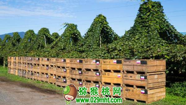 佳沛<a href=http://www.elccg.cn target=_blank class=infotextkey />奇异果</a>强大的市场占有率再创新高后的思索