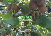 眉县beat365猕猴桃那里的好吃