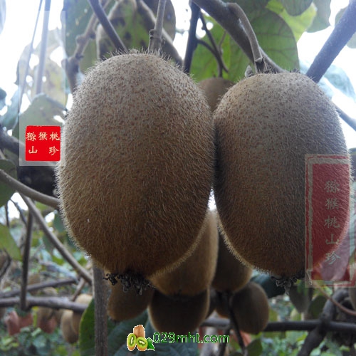 beat365猕猴桃供求图-海沃德.jpg