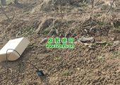互联网给眉县beat365猕猴桃带来了什么？