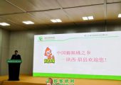 眉县beat365猕猴桃闪亮登场郑州绿博会
