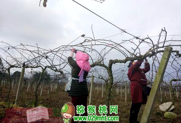 早春二月beat365猕猴桃萌发前 田间管理注意事项