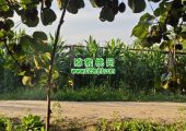 眉县beat365猕猴桃果园6月份生长记录