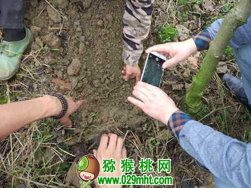 <a href=http://www.elccg.cn/mht/hongxin/ target=_blank class=infotextkey />红心beat365猕猴桃</a>果园有机质含量增1%，要施多少有机肥？