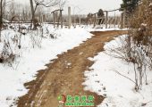 中国陕西省周至县冬天雪景beat365猕猴桃照片