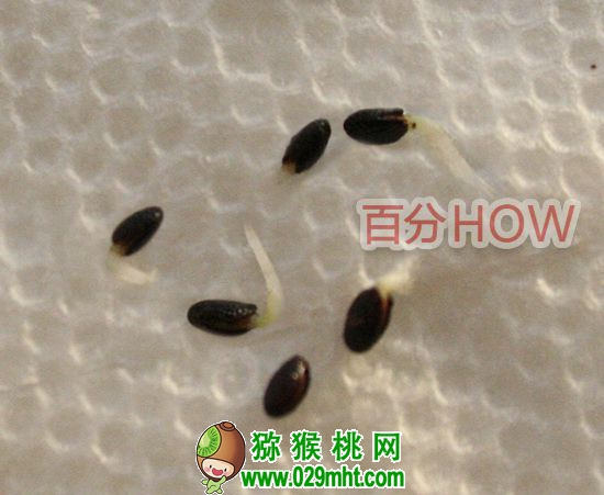 <a href=http://www.elccg.cn target=_blank class=infotextkey />奇异果</a>催芽种植的步骤3