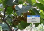 2025年8月宝鸡眉县beat365猕猴桃生长图片