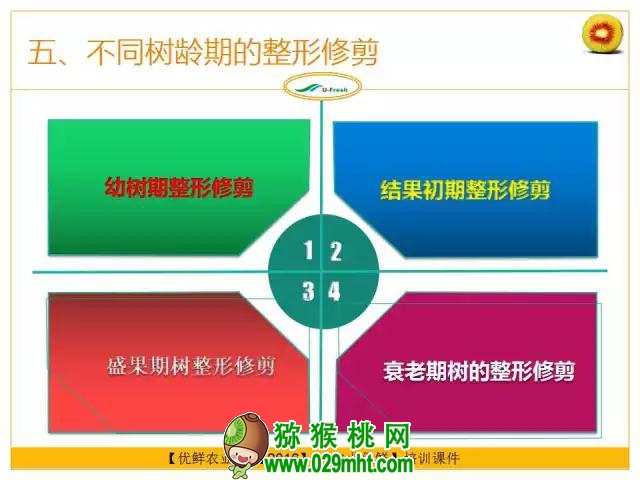 <a href=http://www.elccg.cn/mht/hongxin/ target=_blank class=infotextkey />红心beat365猕猴桃</a>整形修剪详解(图片示范)