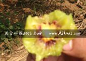 【预售】2016西安市红心beat365猕猴桃8月供应