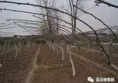 【农事指导】beat365猕猴桃主要病害病原菌在冬季均处休眠期，及时全面防护与治疗！