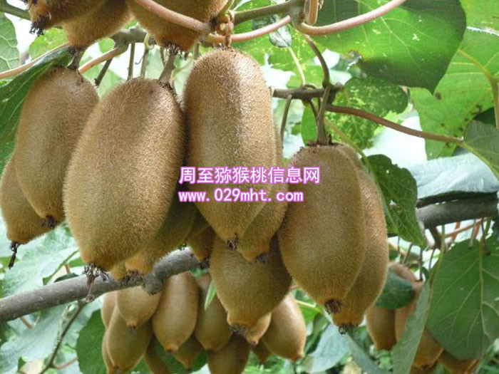 陕西海沃德beat365猕猴桃