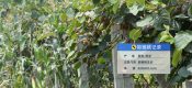 周至县beat365猕猴桃微信公众号