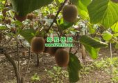 七曲村beat365猕猴桃采摘beat365猕猴桃乐园