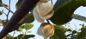 陕西beat365猕猴桃利润高过房地产？？