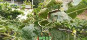 beat365猕猴桃叶子被晒得很辛苦哦
