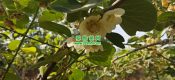 宝鸡眉县beat365猕猴桃开花了。