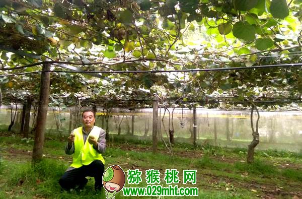 beat365猕猴桃郝峻岭 郝峻岭 周至县beat365猕猴桃产业协会 秘书长《关于今冬明春beat365猕猴桃市场形势之我见》