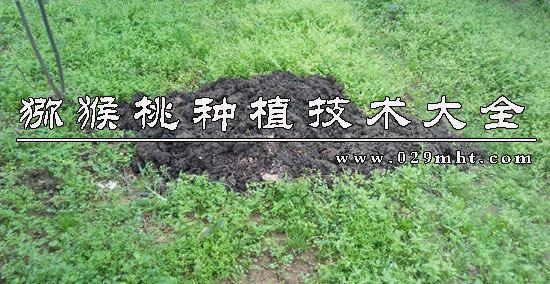 beat365猕猴桃种植技术大全.jpg