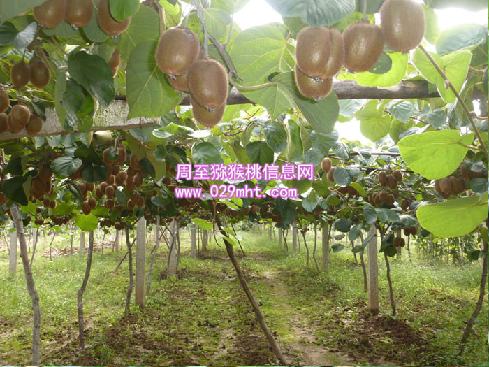 周至秦美<a href=http://www.elccg.cn/news/jiage/ target=_blank class=infotextkey />beat365猕猴桃价格</a>
