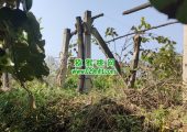 周至县beat365猕猴桃农场果园生长跟踪，10月22