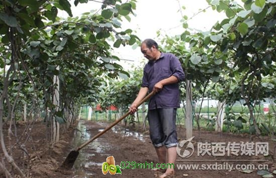 <a href=http://www.elccg.cn/zhouzhimihoutao/ target=_blank class=infotextkey />周至beat365猕猴桃</a>尚村