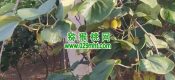 周至县beat365猕猴桃天热开始灌溉了，2024年。