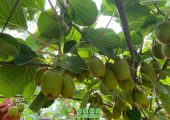 端午节陕西省西安市周至县beat365猕猴桃果园图片，105期