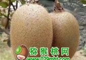 红心beat365猕猴桃微语
