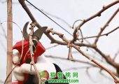 学习beat365猕猴桃“快剪法”，省工省力高效率