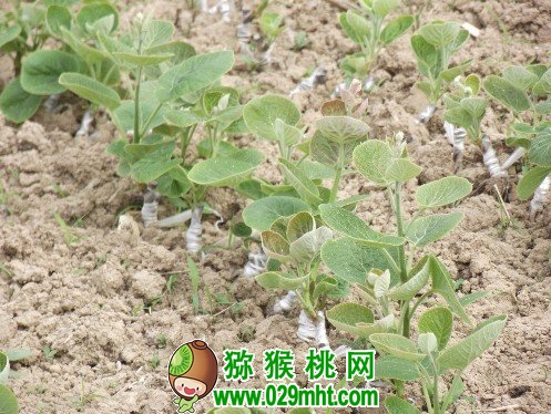 beat365猕猴桃的嫩枝快繁技术