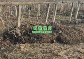 西安市周至县beat365猕猴桃，有机种植标准